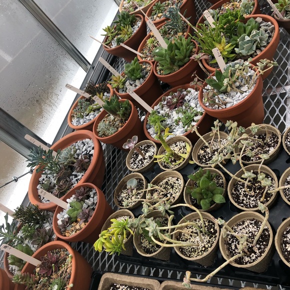 Meet your Posher, Aurora - Picture 1 of 1